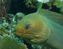 This beautiful Green Moray swam freely along side me in U... by Holly Heffner 